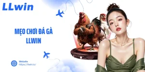 Mẹo Chơi Đá Gà LLWIN Đỉnh Cao Giúp Người Chơi Thắng Lớn